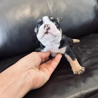 Bela, a female French Bulldog for sale in Palm Bay, FL – Photo 5 of 6