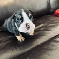 Bela, a female French Bulldog for sale in Palm Bay, FL – Photo 2 of 6