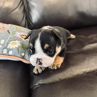 Bela, a female French Bulldog for sale in Palm Bay, FL – Photo 3 of 6