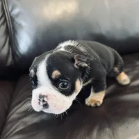 Bela, a female French Bulldog for sale in Palm Bay, FL – Photo 4 of 6