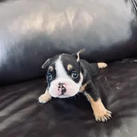 Bela, a female French Bulldog for sale in Palm Bay, FL – Photo 6 of 6