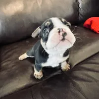 Bela, a female French Bulldog for sale in Palm Bay, FL – Photo 1 of 6