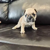 Dee Dee, a female French Bulldog for sale in Palm Bay, FL – Photo 4 of 6