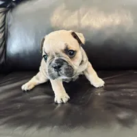 Dee Dee, a female French Bulldog for sale in Palm Bay, FL – Photo 6 of 6