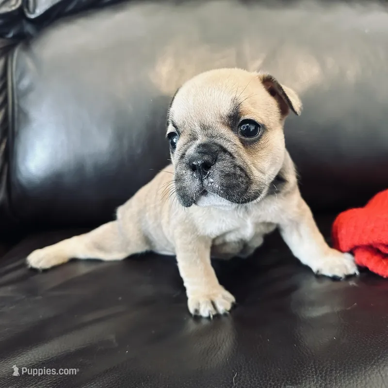 Dee Dee – French Bulldog puppy for sale in Palm Bay, FL