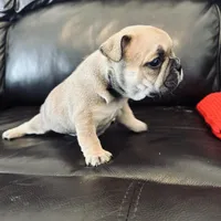 Dee Dee, a female French Bulldog for sale in Palm Bay, FL – Photo 5 of 6