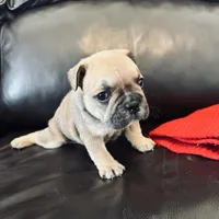 Dee Dee, a female French Bulldog for sale in Palm Bay, FL – Photo 2 of 6