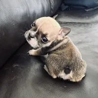 Willow, a female French Bulldog for sale in Palm Bay, FL – Photo 5 of 5