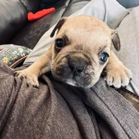 Beigia, a female French Bulldog for sale in Palm Bay, FL – Photo 1 of 6