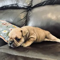 Beigia, a female French Bulldog for sale in Palm Bay, FL – Photo 3 of 6