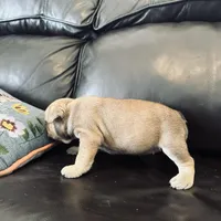 Beigia, a female French Bulldog for sale in Palm Bay, FL – Photo 6 of 6