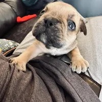 Beigia, a female French Bulldog for sale in Palm Bay, FL – Photo 4 of 6