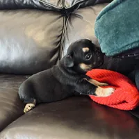 Luna, a female French Bulldog for sale in Palm Bay, FL – Photo 4 of 6