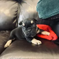 Luna, a female French Bulldog for sale in Palm Bay, FL – Photo 2 of 6