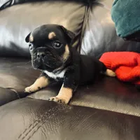 Luna, a female French Bulldog for sale in Palm Bay, FL – Photo 1 of 6