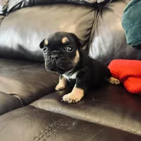 Luna, a female French Bulldog for sale in Palm Bay, FL – Photo 5 of 6