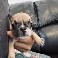 Willow, a female French Bulldog for sale in Palm Bay, FL – Photo 3 of 5