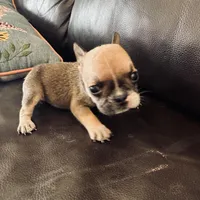 Willow, a female French Bulldog for sale in Palm Bay, FL – Photo 2 of 5