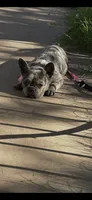 zaza , a female French Bulldog for sale in Phoenix, AZ – 3 of 4