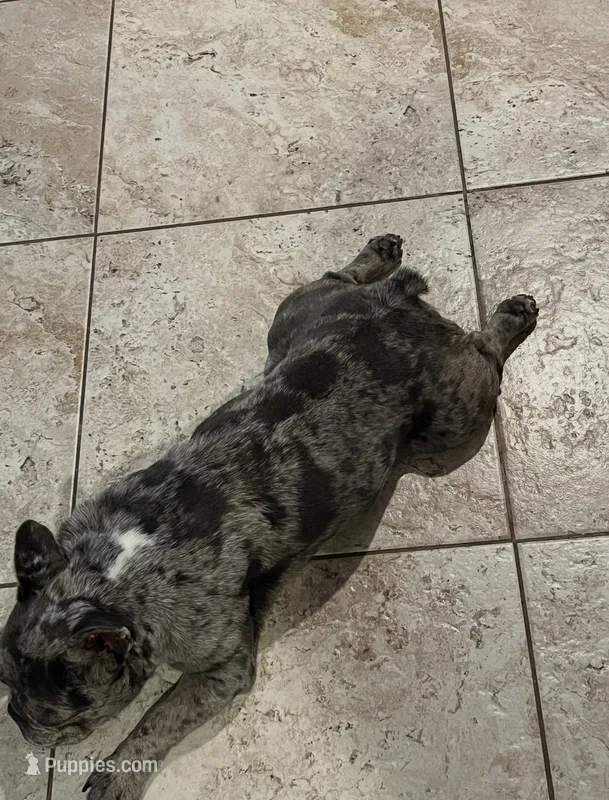 zaza  – French Bulldog puppy for sale in Phoenix, AZ