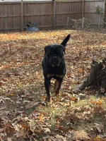 Churro, a female Rottweiler for sale in Clinton, MD – 4 of 9