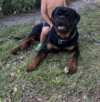 Churro, a female Rottweiler for sale in Clinton, MD – 3 of 9