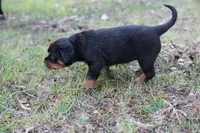 Rosa, a female Rottweiler for sale in Clinton, MD – 5 of 10