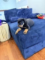 Yoshi, a male Rottweiler for sale in Clinton, MD – 6 of 9