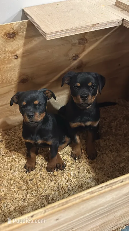 Churro – Rottweiler puppy for sale in West Nyack, NY