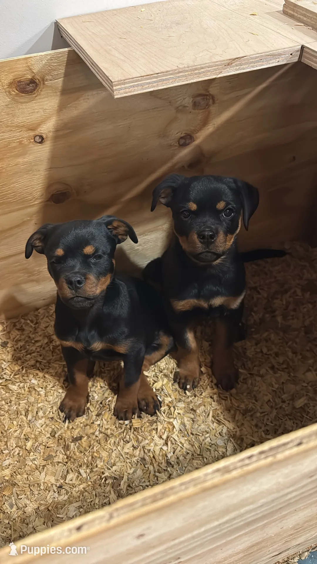Churro, a female Rottweiler for sale in West Nyack, NY – 1 of 10
