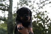 Rosa, a female Rottweiler for sale in Clinton, MD – 9 of 10