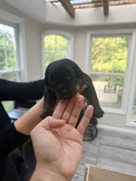 Gunther, a male Rottweiler for sale in Clinton, MD – 8 of 9