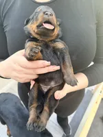 Gunther, a male Rottweiler for sale in Clinton, MD – 9 of 9