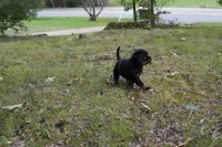 Rosa, a female Rottweiler for sale in Clinton, MD – 3 of 10