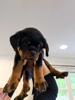 Yoshi, a male Rottweiler for sale in Clinton, MD – 2 of 9