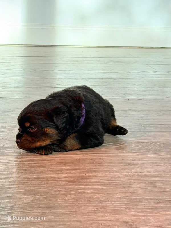 Bella – Rottweiler puppy for sale in Clinton, MD