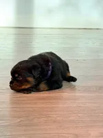 Bella, a female Rottweiler for sale in Clinton, MD – 1 of 4