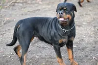 Churro, a female Rottweiler for sale in Clinton, MD – 8 of 9