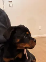 Churro, a female Rottweiler for sale in West Nyack, NY – 8 of 10