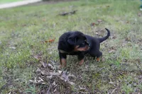 Rosa, a female Rottweiler for sale in Clinton, MD – 10 of 10