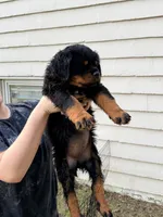 nana, a female Rottweiler for sale in Clinton, MD – 9 of 9