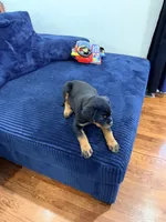 Yoshi, a male Rottweiler for sale in Clinton, MD – 8 of 9