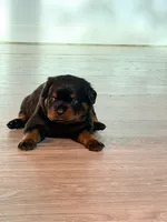 Bella, a female Rottweiler for sale in Clinton, MD – 2 of 4