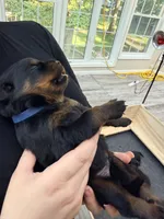 Gunther, a male Rottweiler for sale in Clinton, MD – 7 of 9