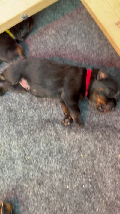 Rosita, a female Rottweiler for sale in Clinton, MD – 4 of 4