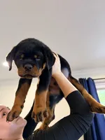 Yoshi, a male Rottweiler for sale in Clinton, MD – 4 of 9