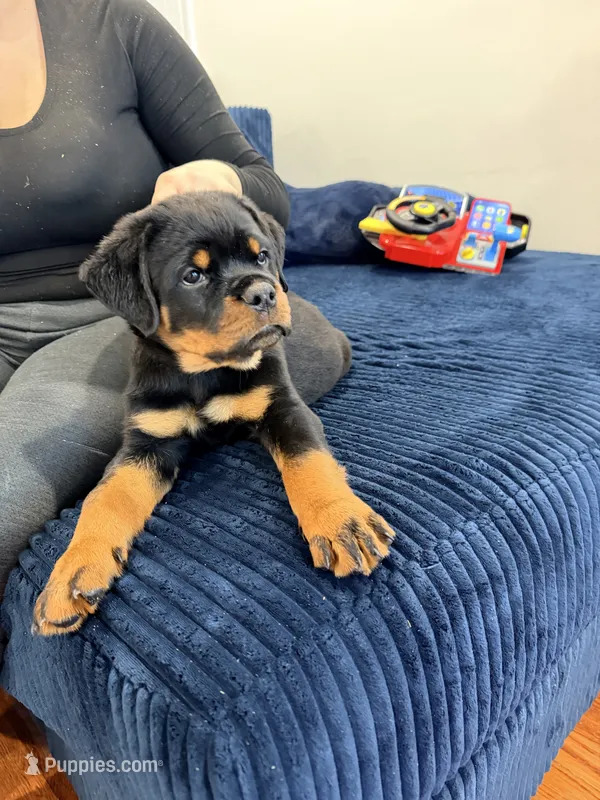 Yoshi – Rottweiler puppy for sale in Clinton, MD