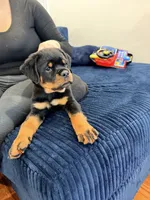 Yoshi, a male Rottweiler for sale in Clinton, MD – 1 of 9