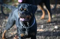 Churro, a female Rottweiler for sale in Clinton, MD – 7 of 9