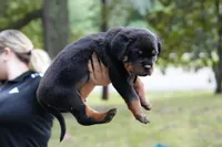 Rosa, a female Rottweiler for sale in Clinton, MD – 7 of 10